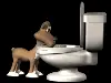 dog drinking