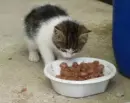 kitty