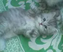 cute cat