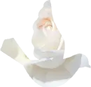 DOVE