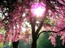 Pink Tree