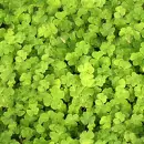 Clover