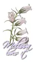 White ~ Melissa
