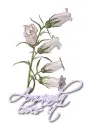 White ~ Amanda