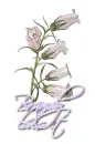 White ~ Brandy