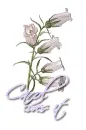 White ~ Carol