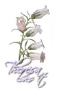 White ~ theresa