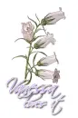 White ~ Vanessa