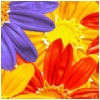 Flowerz