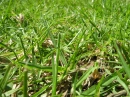 Grass
