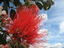 Pohutukawa