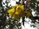 Kowhai