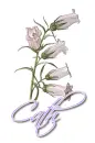 White ~ Cath