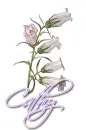 White ~ Cathy