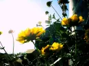 summer flowers