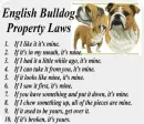 english bulldog