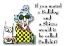 bull