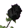 black rose