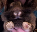 Roxy Bunny