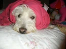 Dog wrapped in pink sweater