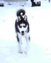 husky