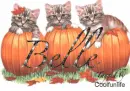 Belle kittys