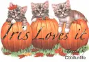 Iris Loves it kittys