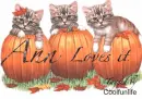 Ann loves it kittys