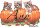 Ann kittys