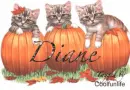 Diane kittys