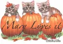 Mary loves it kittys