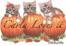 Carla loves it kittys