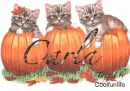 Carla kittys