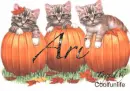Ari kittys