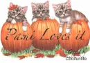 Pami loves it kittys
