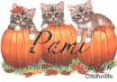 Pami kittys
