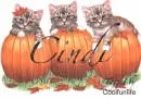 Cindi kittys