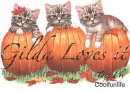 Gilda loves it kittys