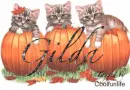 Gilda kittys