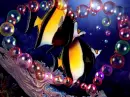 Small fishes.