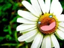 smile flower
