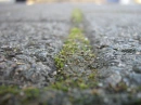 Moss between tiles