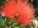 Pohutukawa