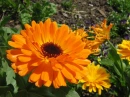 Orange Flower