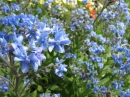 Blue Flowers