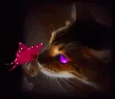 Cat & Butterfly