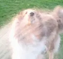 Dog Getting Wet
