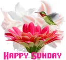 happy sunday