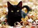 hollyleaf