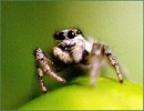 spider